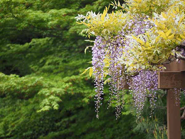 Image glycine
